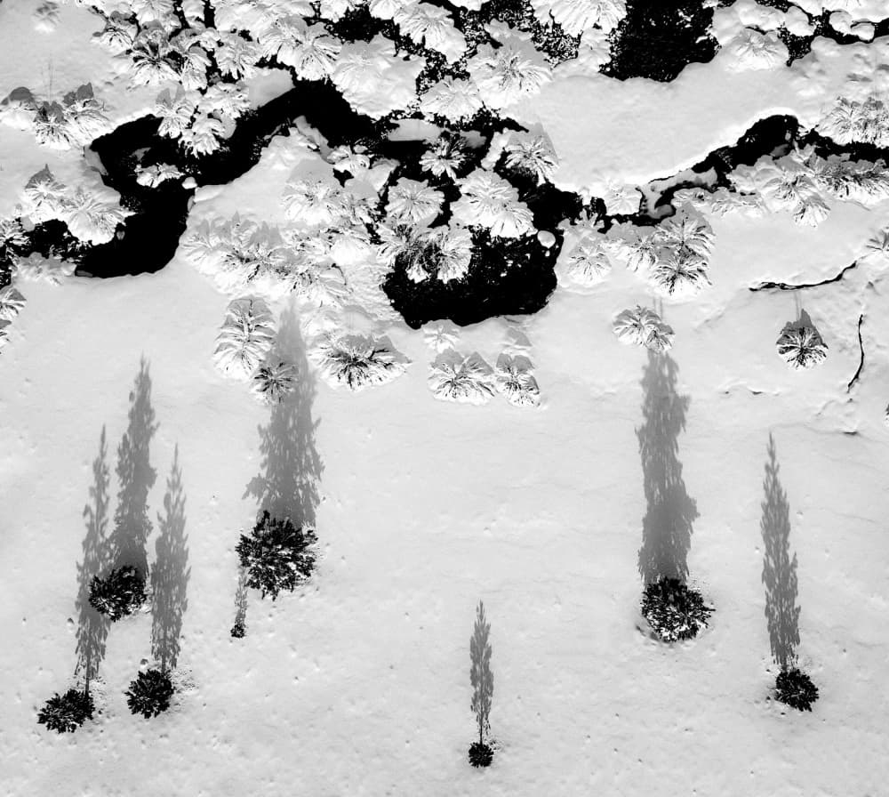Snowy Forest Shadows by Rob Darby — canvas wall art