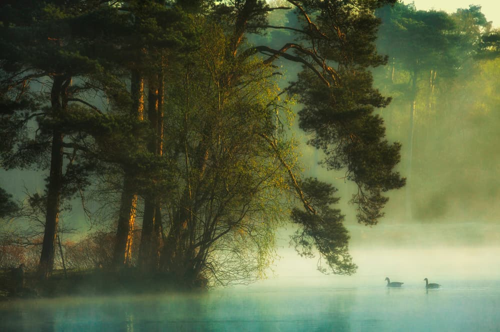 Misty Forest Lake by Anton van Dongen — canvas wall art