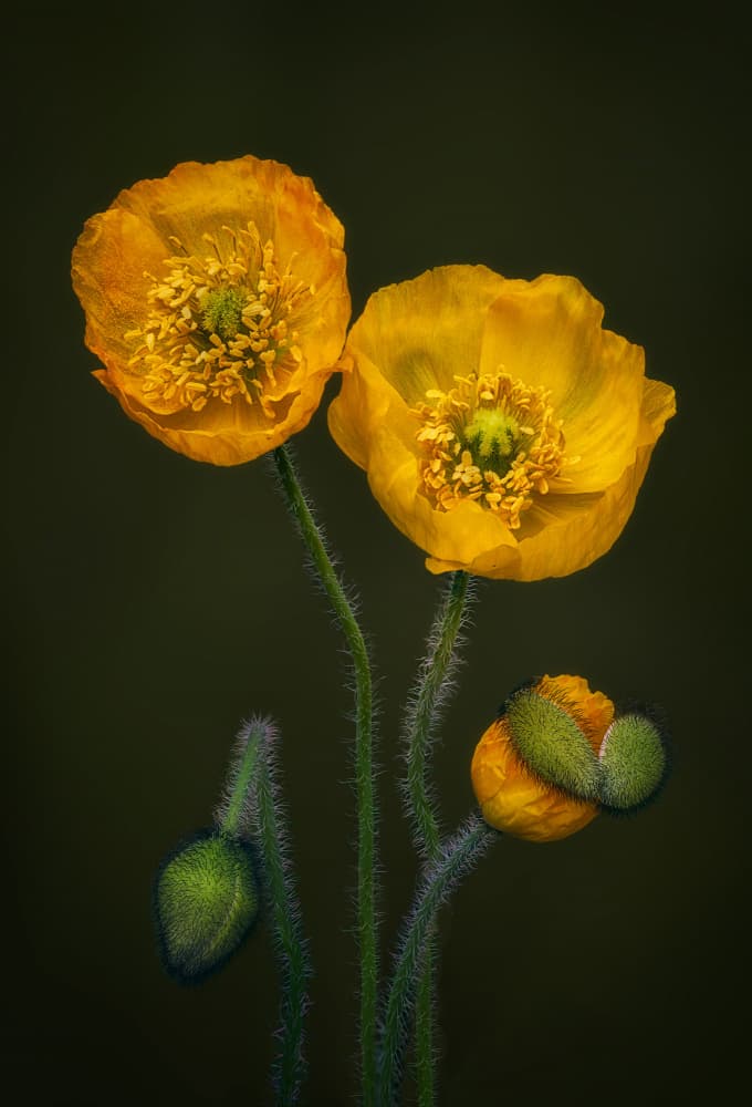 Golden Poppies Bloom by Ben.C.L — canvas wall art