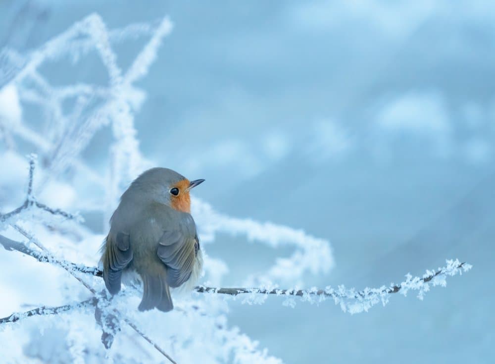 Robin in Winter Snow by Allan Wallberg — canvas wall art