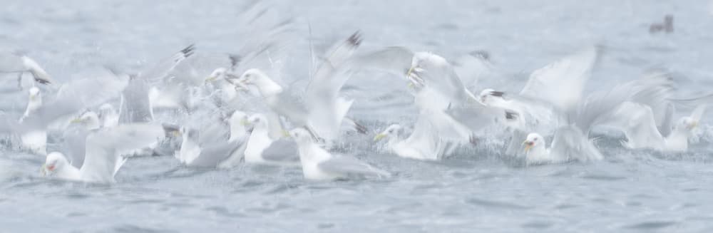 White Birds In Motion by Roberto Marchegiani — canvas wall art