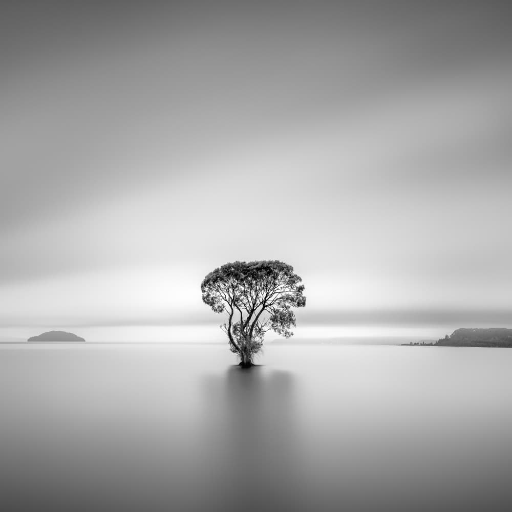 Serene Lone Tree by Jana Luo — canvas wall art