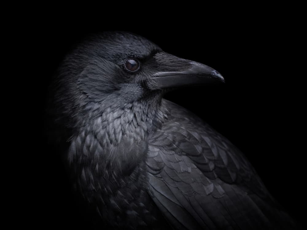 Dark Crow Portrait by Mathilde Guillemot — canvas wall art