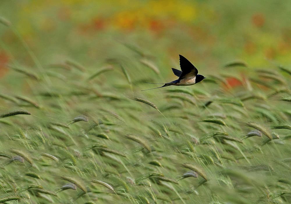 Graceful Swallow Flight by Claudio Moretti — canvas wall art