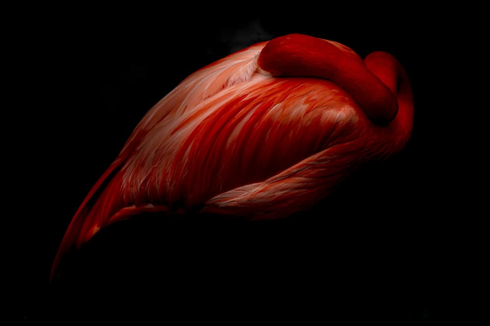 Elegant Red Flamingo by Andrea Izzotti — canvas wall art