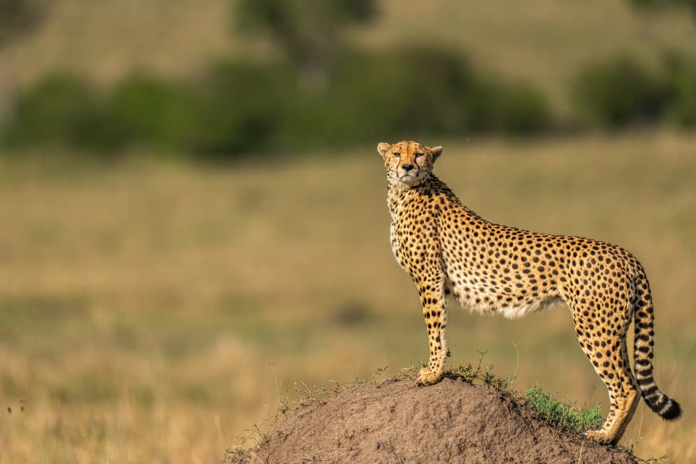 Standing Cheetah Lookout by Yogesh Bhatia — canvas wall art