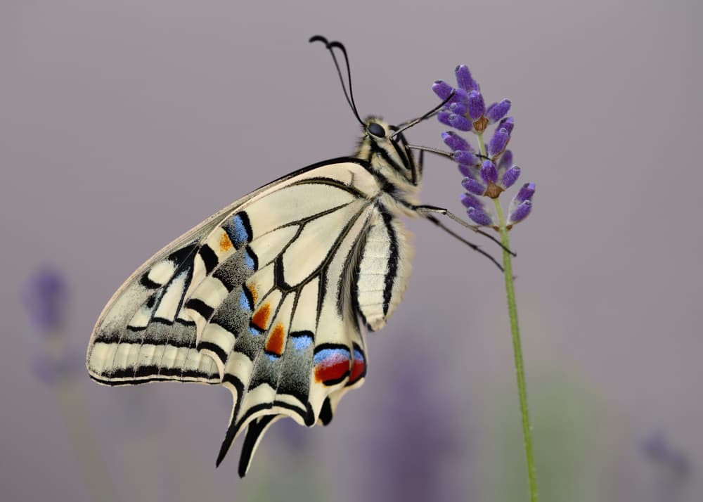 Swallowtail on Lavender by Jrmgard Sonderer — canvas wall art