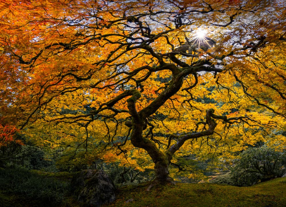 Autumn Maple Sunburst by Yanny Liu — canvas wall art