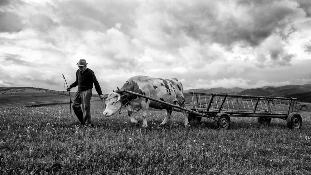 Rural Farm Life by Zoran Toldi (EFIAP AZSF) — canvas wall art