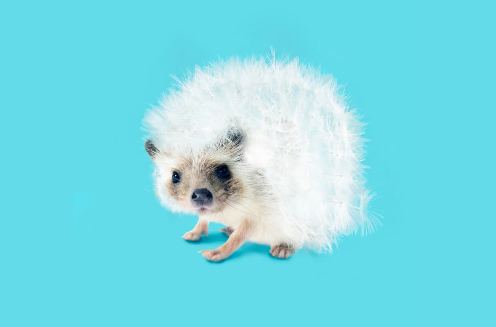 Whimsical Dandelion Hedgehog by Artem Pozdniakov — canvas wall art