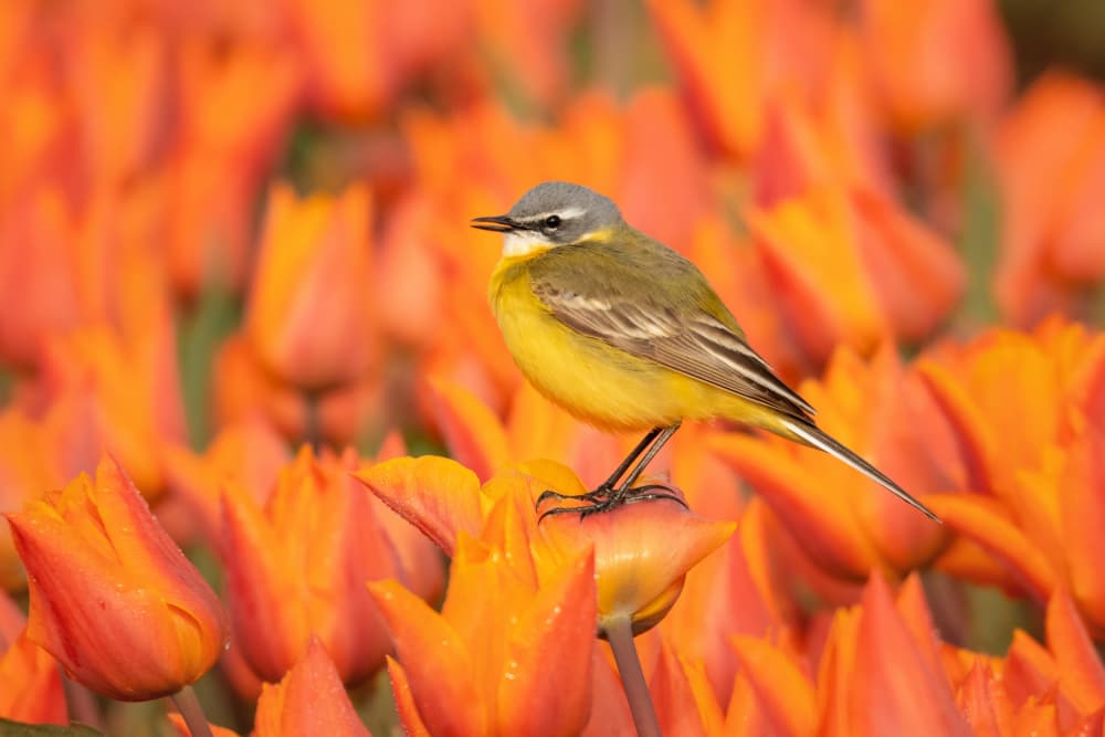 Yellow Bird Perched on Tulip by Ytje Veenstra — canvas wall art