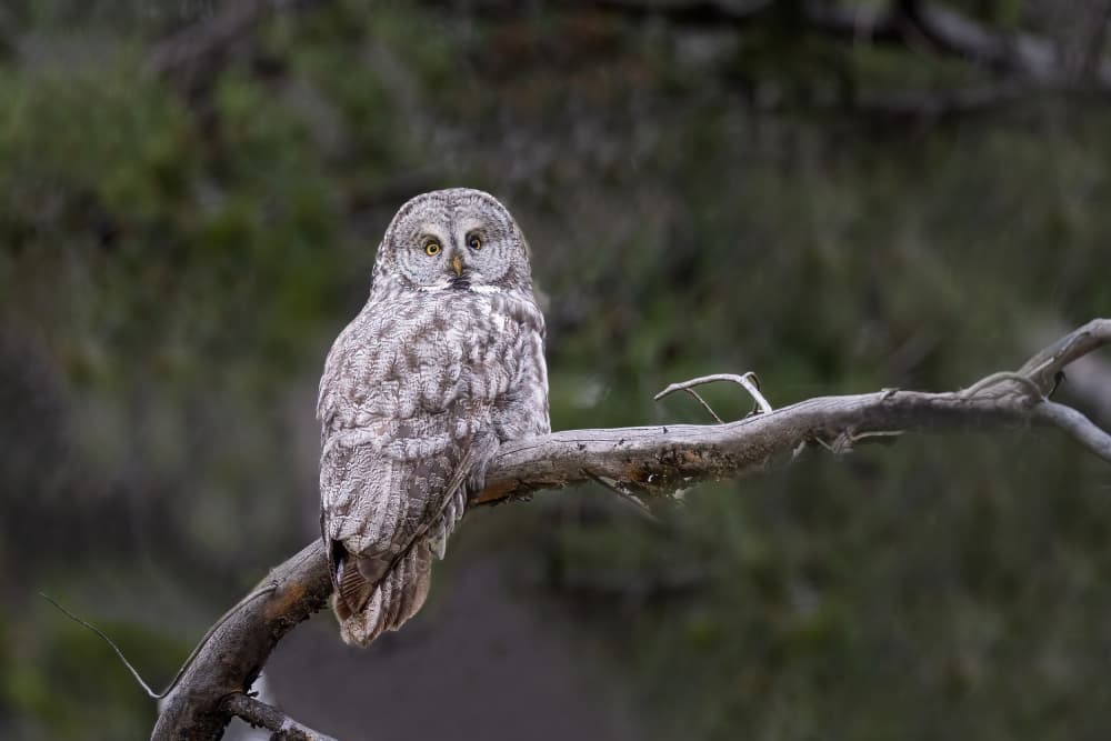 Majestic Gray Owl by Bill Lu — canvas wall art