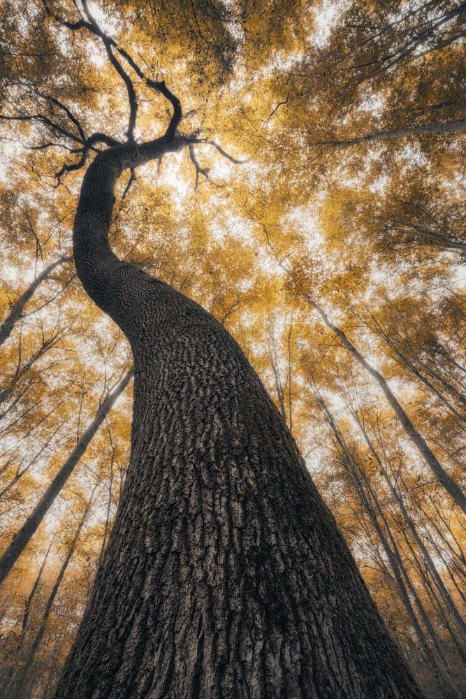 Golden Autumn Forest by Thomas de Franzoni — canvas wall art
