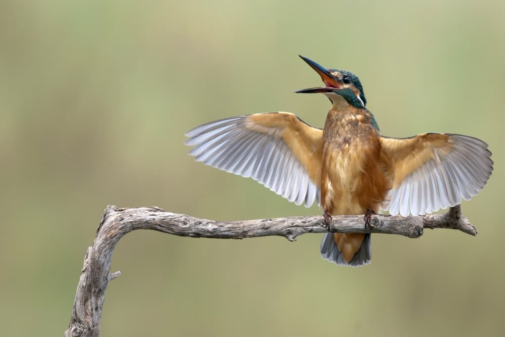 Kingfisher's Wings and Call by Eyal Amer — canvas wall art
