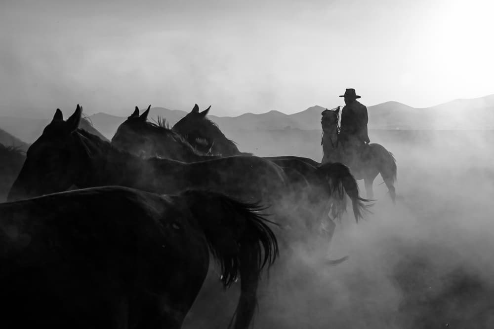 Wild Horses Western Dust by Zühdü Bilgin — canvas wall art