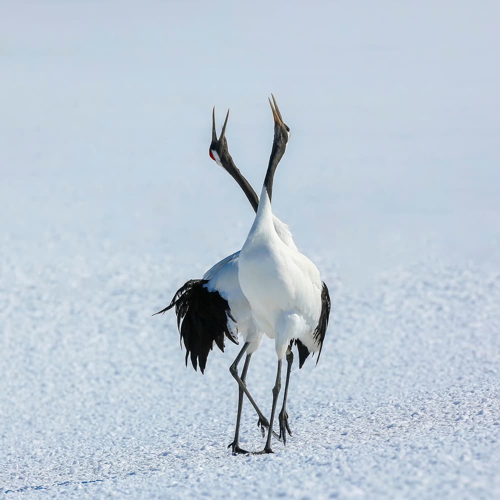 Japanese Cranes Courtship Dance by Raymond Ren Rong Liu — canvas wall art