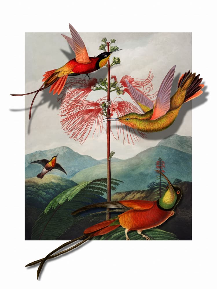Vibrant Tropical Hummingbirds