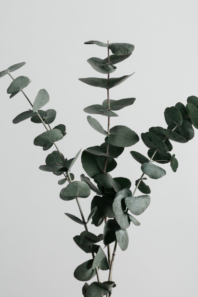 Serene Eucalyptus Stems by Pictufy Studio III — canvas wall art