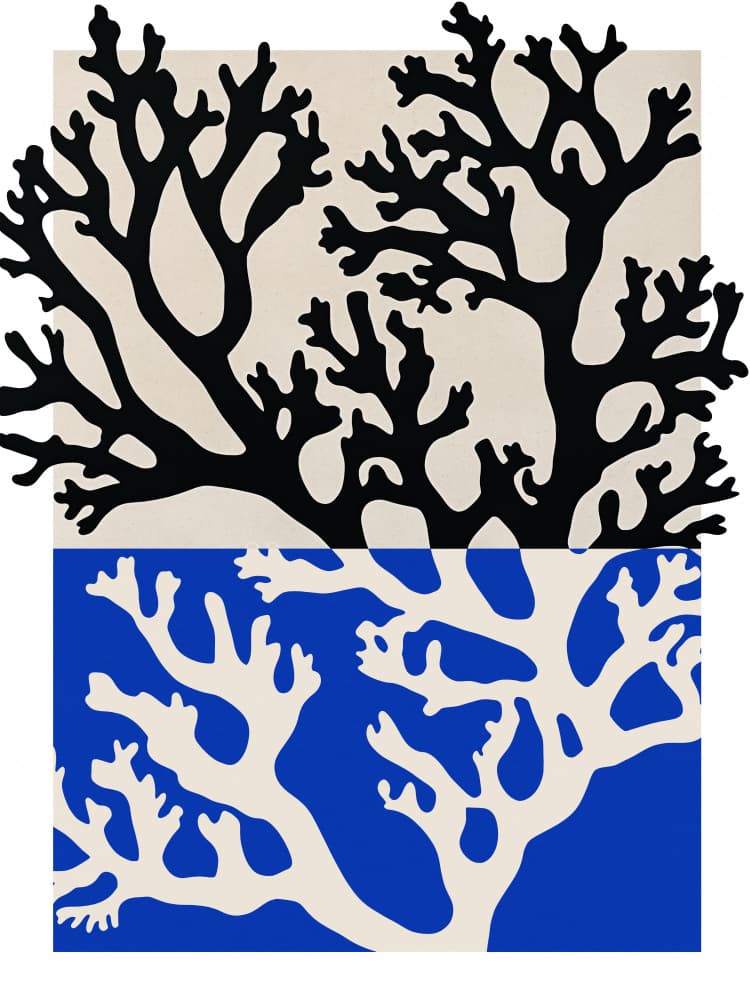 Coral Contrast by Treechild — canvas wall art