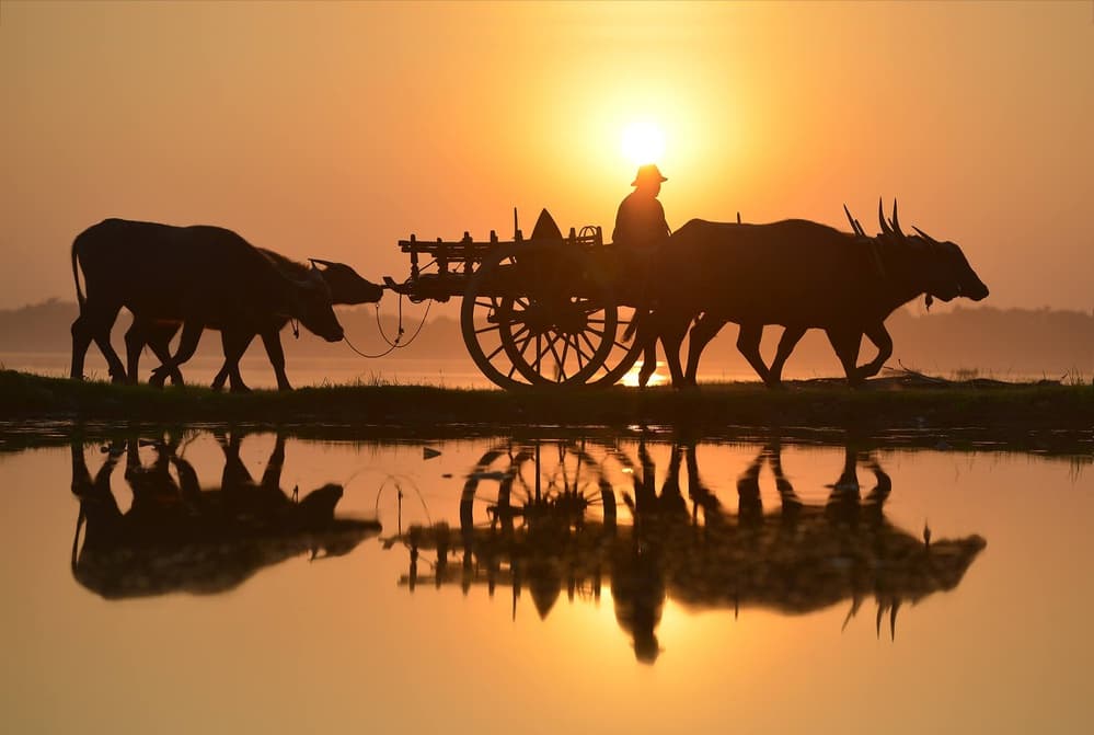 Buffalo Cart Sunset Reflection by Sarawut Intarob — canvas wall art