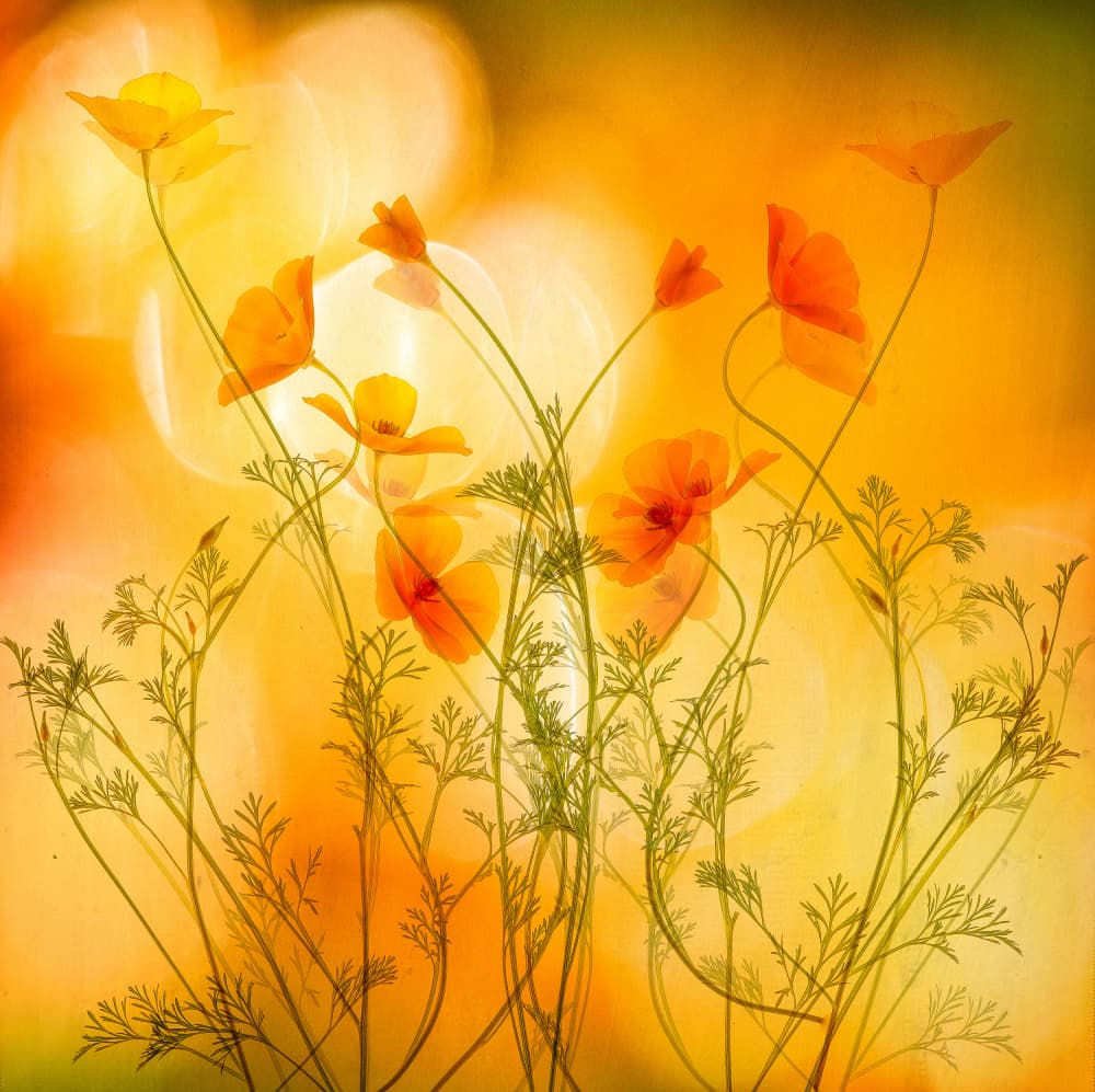 Golden Poppy Glow by Hilda van der Lee — canvas wall art