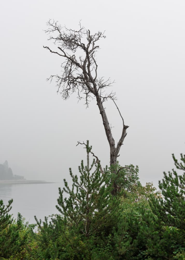 Stark Misty Landscape by Lynann Colligan — canvas wall art
