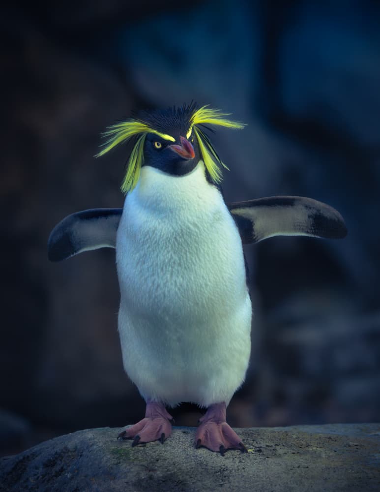 Bold Yellow Crest Penguin by Alex Zhao — canvas wall art
