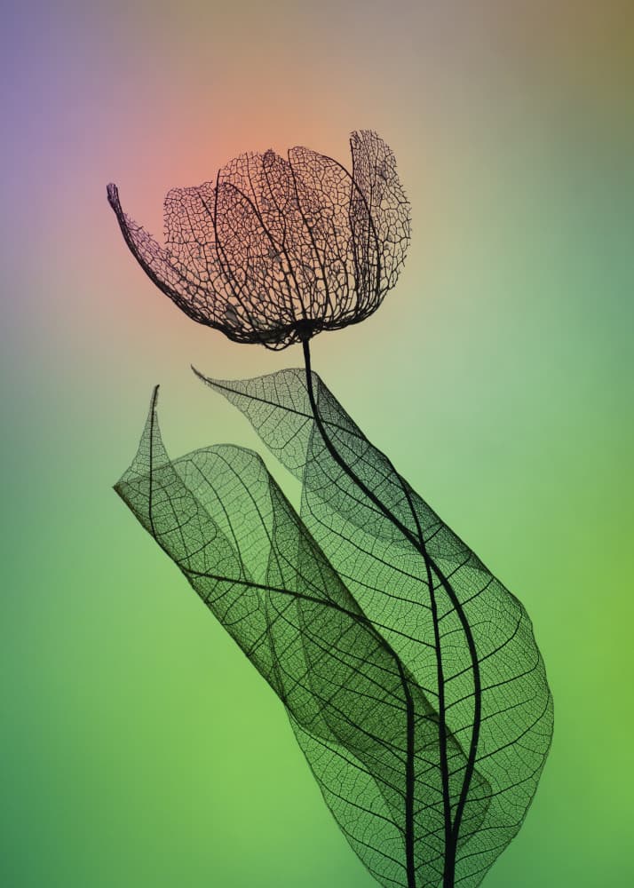 Vibrant Skeleton Flower by Shihya Kowatari — canvas wall art