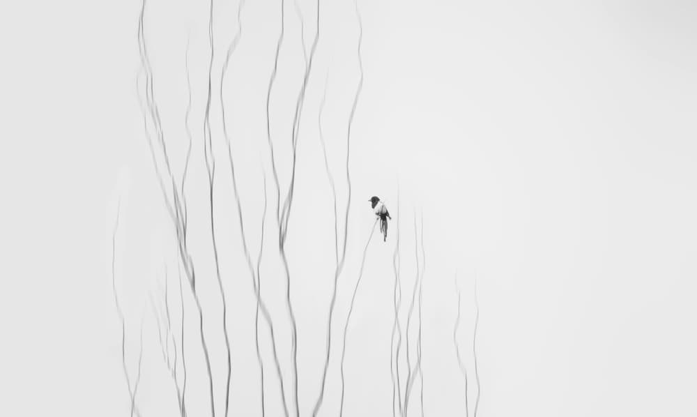 Zen Bird on Branch by Shan Jiang — canvas wall art