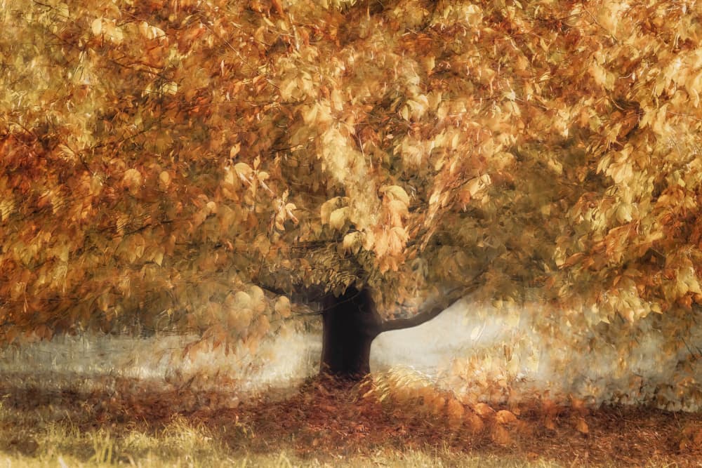 Gold colors by Nel Talen — canvas wall art