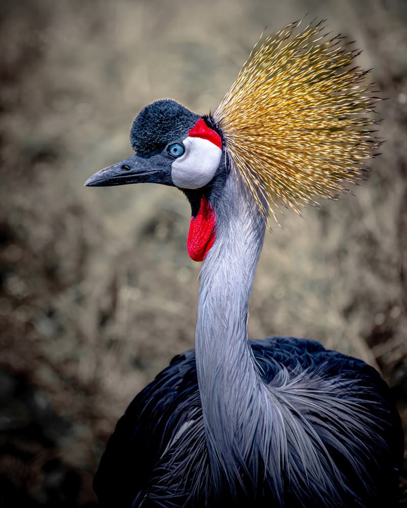 Golden Crowned Crane by Amro — canvas wall art