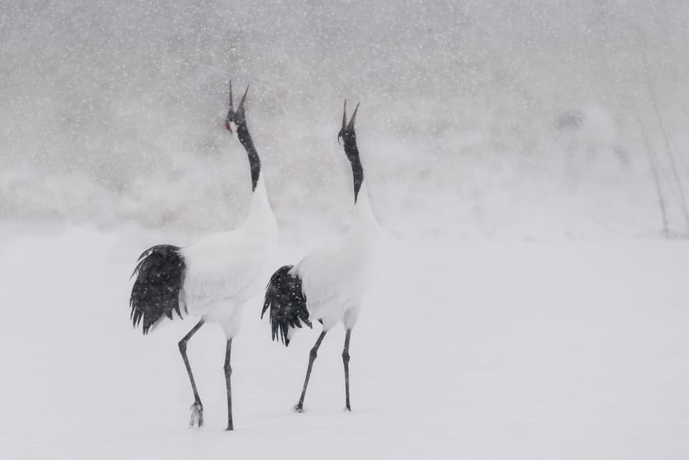 Calling Cranes in Snow by Roberto Marchegiani — canvas wall art