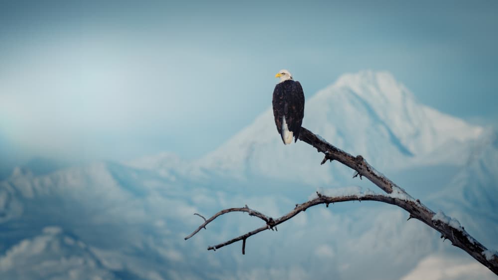 Majestic Eagle Snowy Mountain by Chao Feng 天馬 — canvas wall art