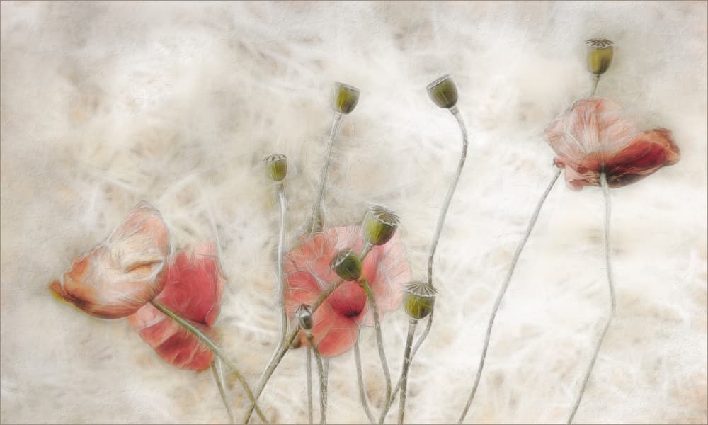Dreamy Poppies Bloom by Gilbert Claes — canvas wall art