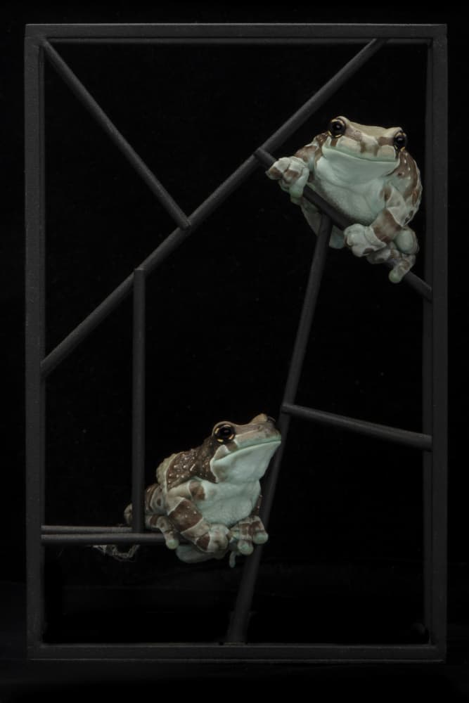 Tropical Frogs Perched by Linda D Lester — canvas wall art