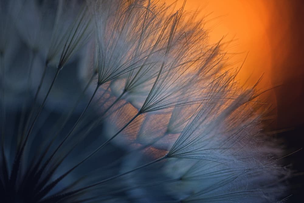 Ethereal Dandelion Glow by Dimitar Lazarov - Dim — canvas wall art