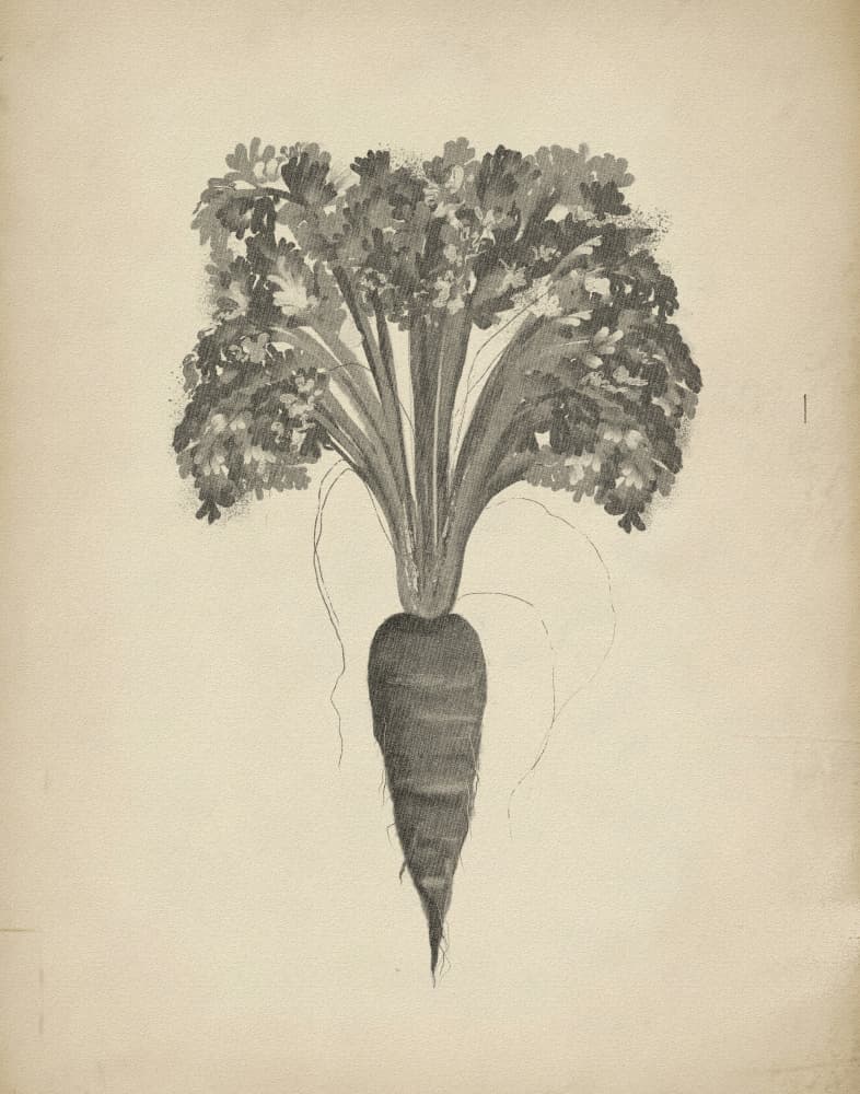 Botanical Carrot Drawing by Josie George — canvas wall art