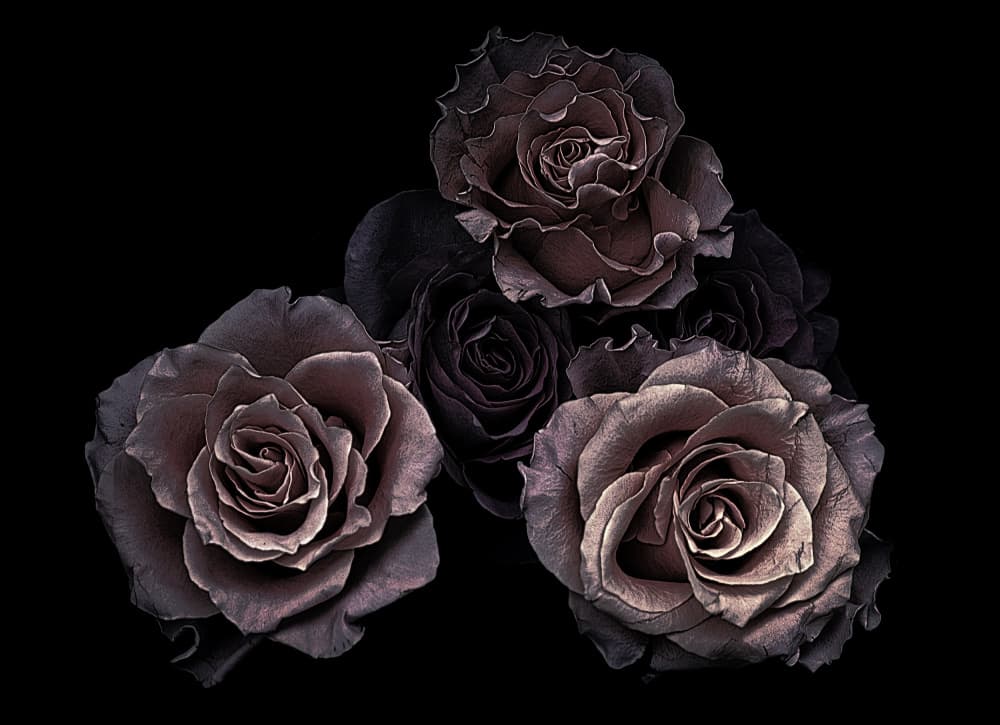 Dark Moody Roses by Angel Julie — canvas wall art