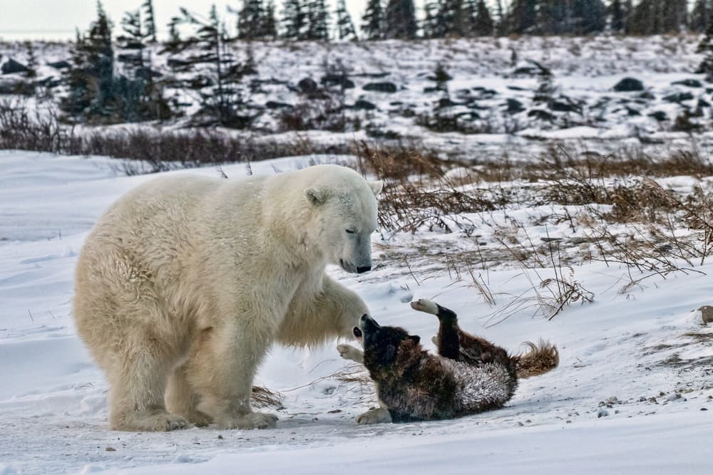 Playful Polar Bear Wolf by Alessandro Catta — canvas wall art