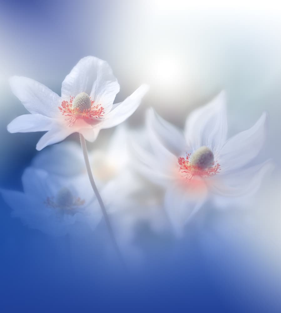 Dreamy White Anemones by Juliana Nan — canvas wall art