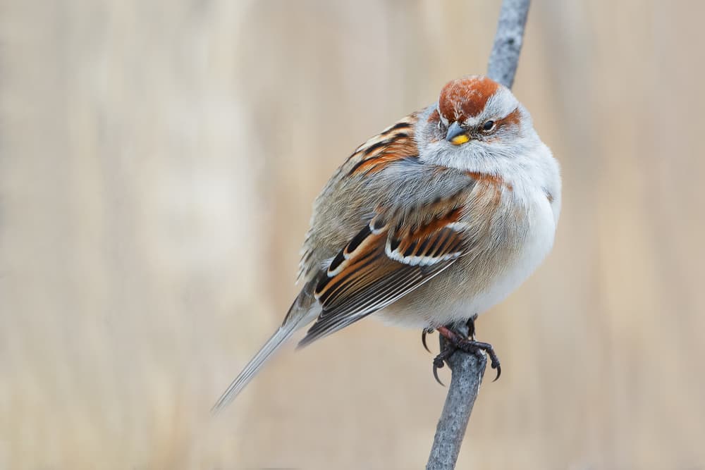 Brown Capped Sparrow by Darlene Hewson — canvas wall art