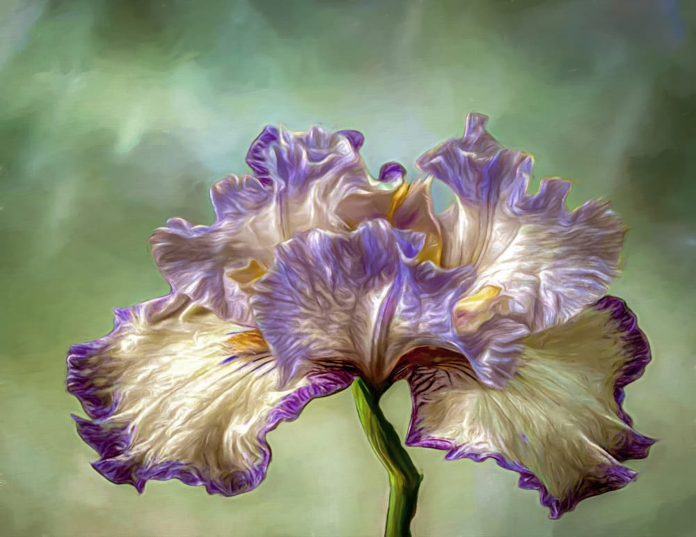 Vibrant Lavender Iris by Barbara Fletcher — canvas wall art
