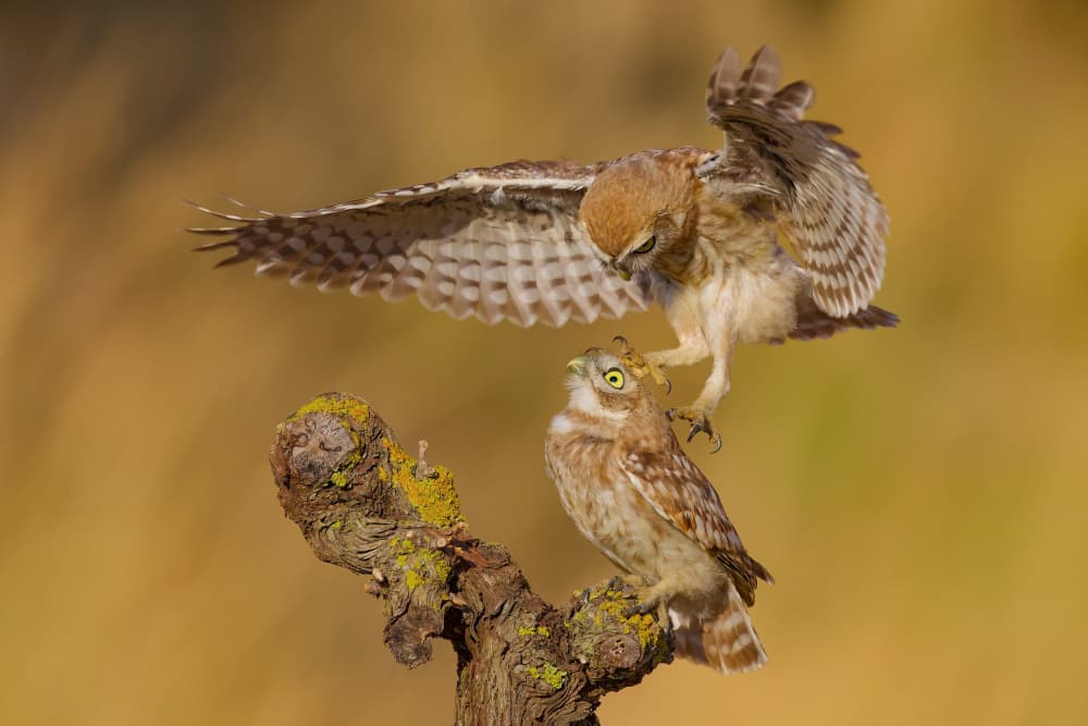 Little Owls Interaction by David Manusevich — canvas wall art