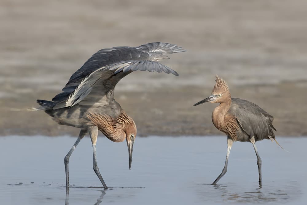 The Mr and Mrs Reddish Egret by Linda D Lester — canvas wall art