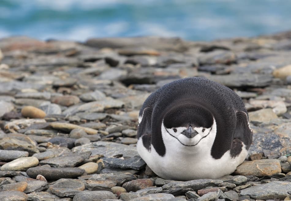 Fluffy Chinstrap Penguin by Sergey Kokinskiy — canvas wall art