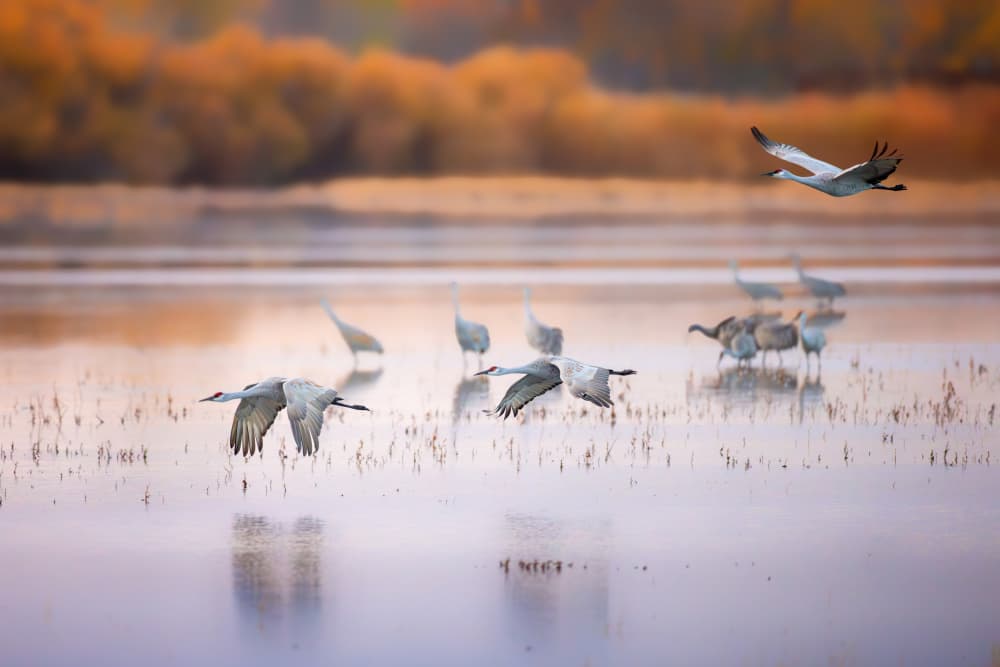Golden Hour Crane Flight by Siyu_Wei APA — canvas wall art
