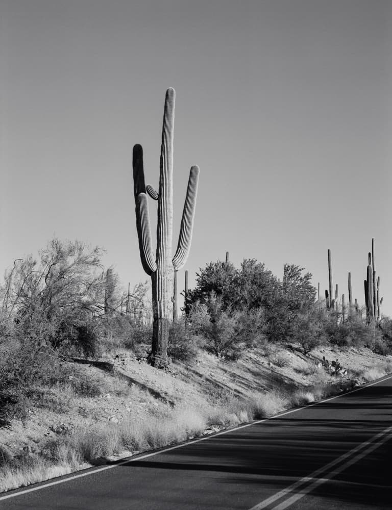 Saguaro Cactus Desert Road by Bethany Young — canvas wall art