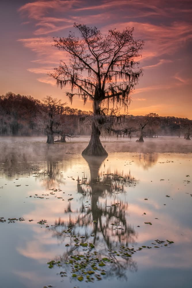 Pink Sky Cypress Swamp by Luigi Ruoppolo — canvas wall art