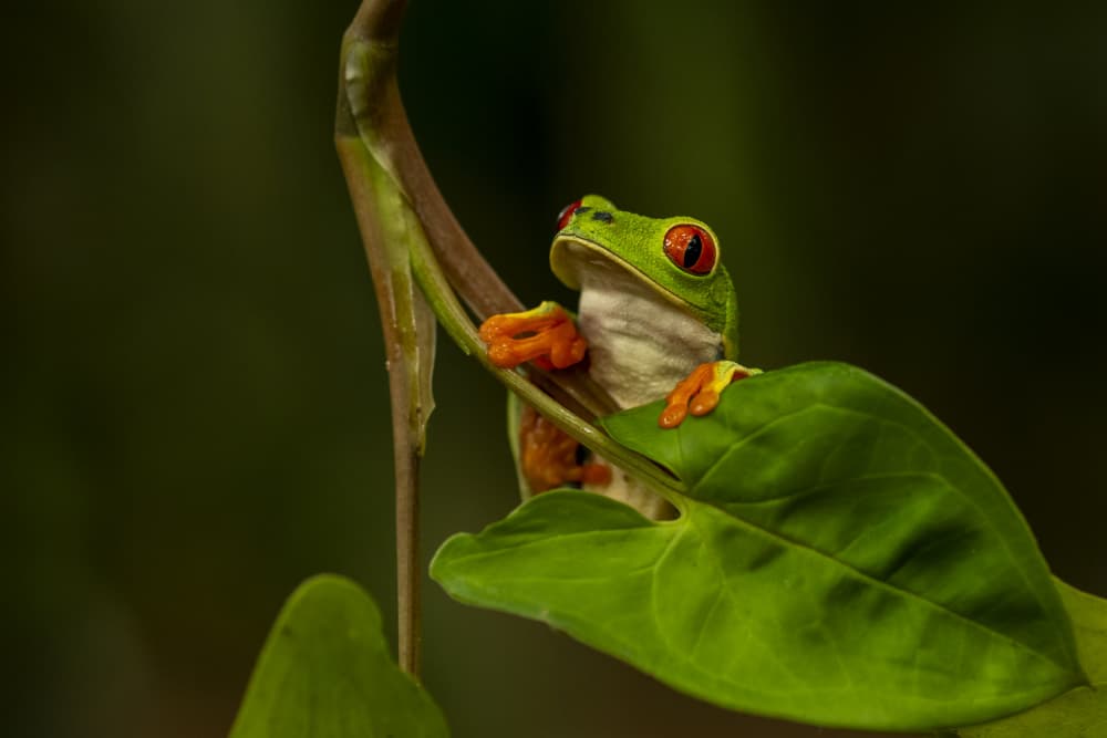 Vibrant Red-Eyed Tree Frog by Caroline Wirtz — canvas wall art