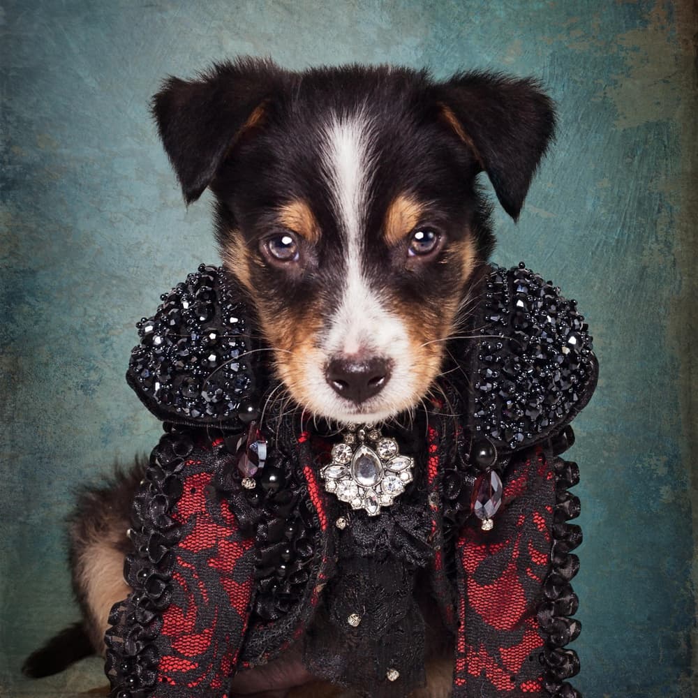 Regal Puppy Portrait by Tammy Swarek — canvas wall art